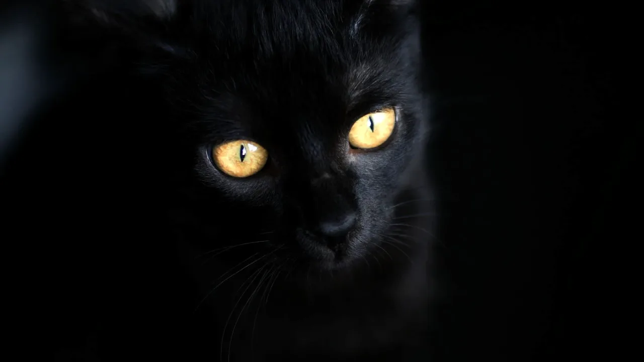 Sarı gözlü siyah kedi